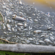 Photo of dead fish